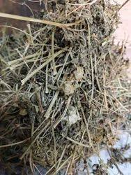 sun dried adathodai leaves (malabar nut / vasaka) 100% natural respiratory care