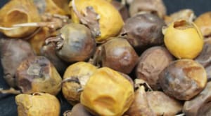 sun dried kandankathiri (yellow berried nightshade) 100% natural & pure