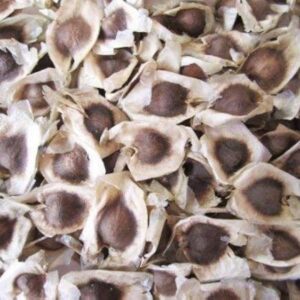 premium sun dried murungai seeds (moringa oleifera) 100% pure & natural