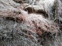 sun dried mudakathan leaves (balloon vine) 100% natural & pure