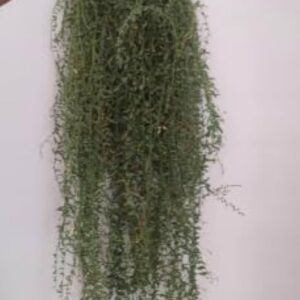 sun dried mudhiyorkoondhal (dodder plant) 100% natural hair & health care herb