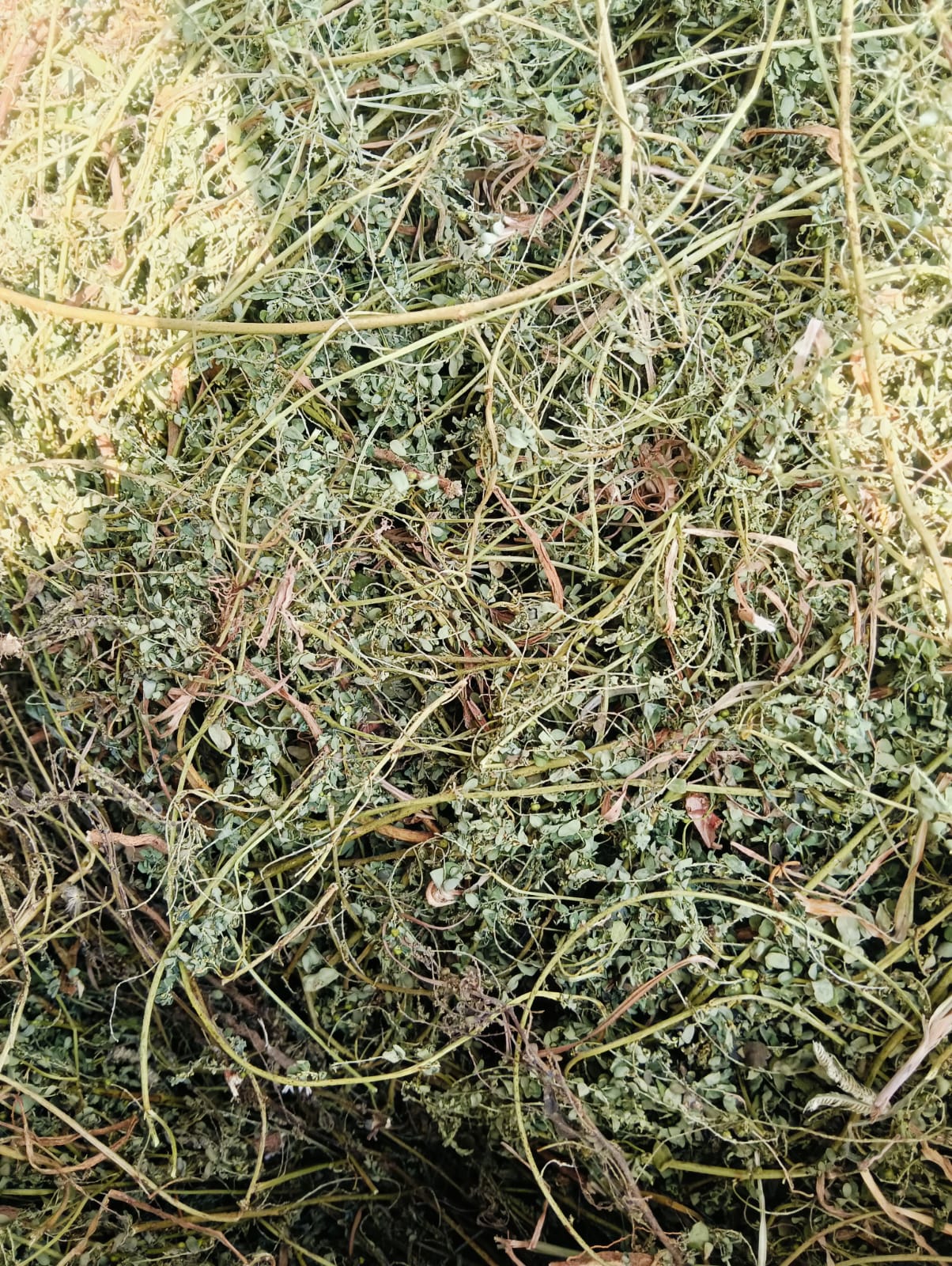 premium sun dried keelanalli | organic phyllanthus niruri whole plant premium sun dried keelanalli | organic phyllanthus niruri whole plant