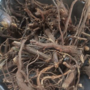 premium sun dried kodiveli ver (white leadwort root) rtvr herbs