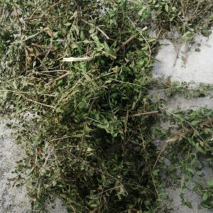 premium sun dried marudhani leaves (henna) natural hair & skin conditioner