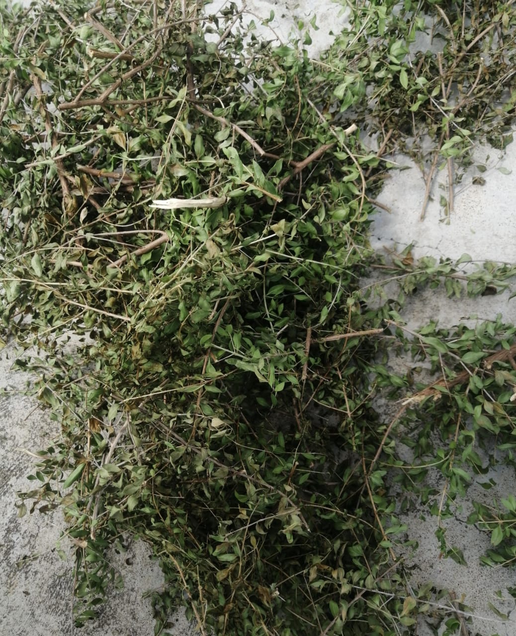 premium sun dried marudhani leaves (henna) natural hair & skin conditioner premium sun dried marudhani leaves (henna) natural hair & skin conditioner